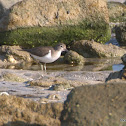 Sandpiper