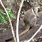 Short-eared Rock-wallaby