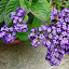 Sweet-scented Heliotrope