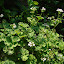 Apple Scented Geranium