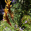 Kangaroo Paws