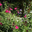 mondomuse's Autumn Sage 'Navajo Rose'