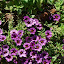 Purple Mission Bells