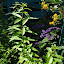 Lemon Verbena