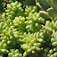 Burro's Tail