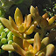 Sedum nussbaumerianum