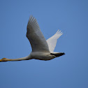 Whooper Swan