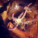 Brittle star
