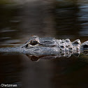 American Alligator