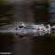 American Alligator