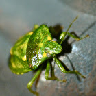 Juniper stink bug