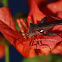 Dock Bug