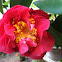 Camellia