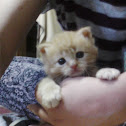 Tiger Cat (Kitten)