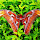 Organisms of Java