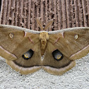 Polyphemus Moth