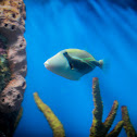 Humuhumunukunukuapua'a (Reef Trigger Fish)