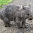 Common Wombat