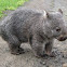 Common Wombat