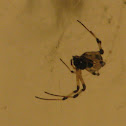 Nephilid spider