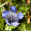 Mountain Bog Gentian