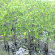 Mangrove