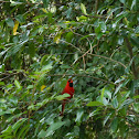 Northern Cardinal