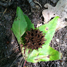 Sweet gum tree