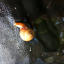 Snail