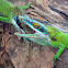 Allison's anole