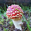 Fly agaric