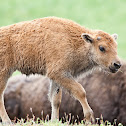 American Bison