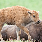 American Bison