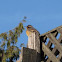 Varied Thrush