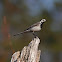 White Wagtail