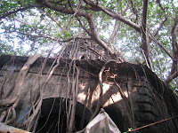 Banyan tree