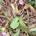 Eastern Lubber Grasshopper