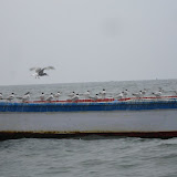 Birdies guarding an abandoned boat