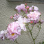 Vivvy's Flower garden