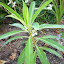 euphorbia mellifera