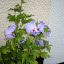hibiscus Blue Bird