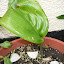 amazon lily