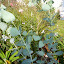 eucalyptus