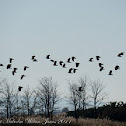 Lapwing, Peewit