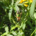 Orchard Spider