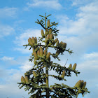 Abeto / Noble Fir