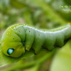Oleander Hawk Moth Caterpillar
