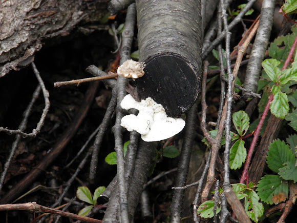 Spotting Image 1