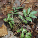 Elderberry