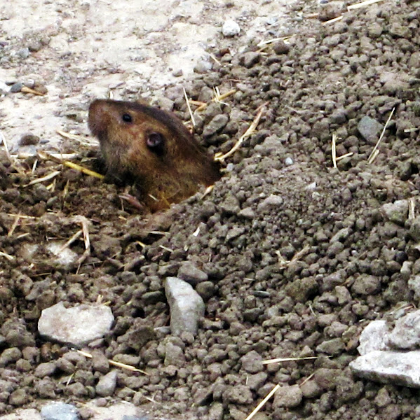 Botta's Pocket Gopher Project Noah